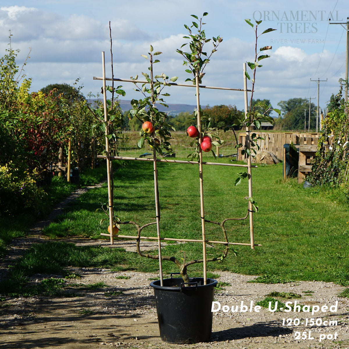 'Elstar' Apple Tree