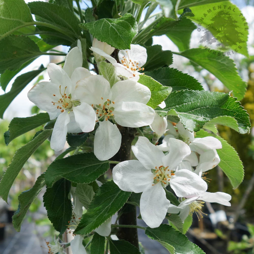 Greenfinch Apple blossom