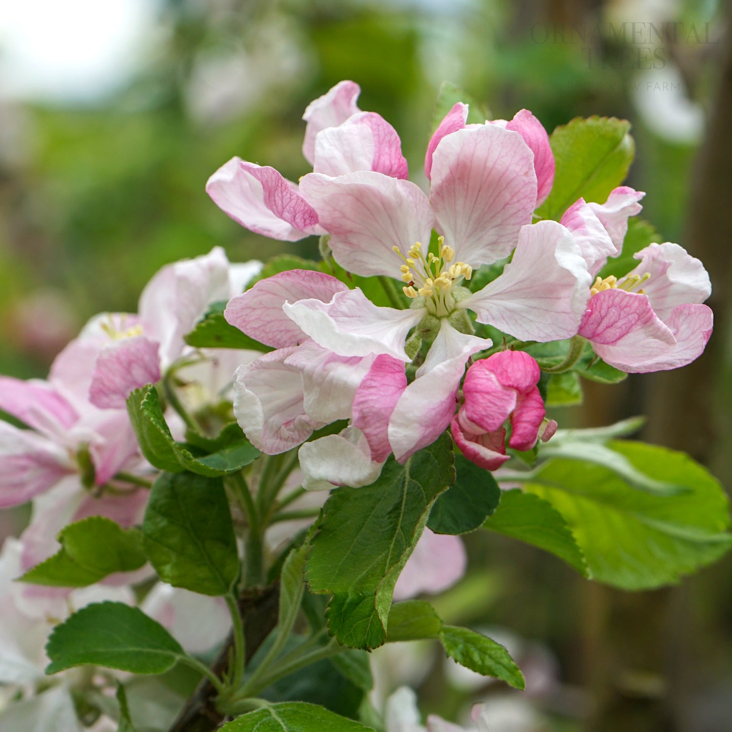 Apple Peter's Gold Flowers
