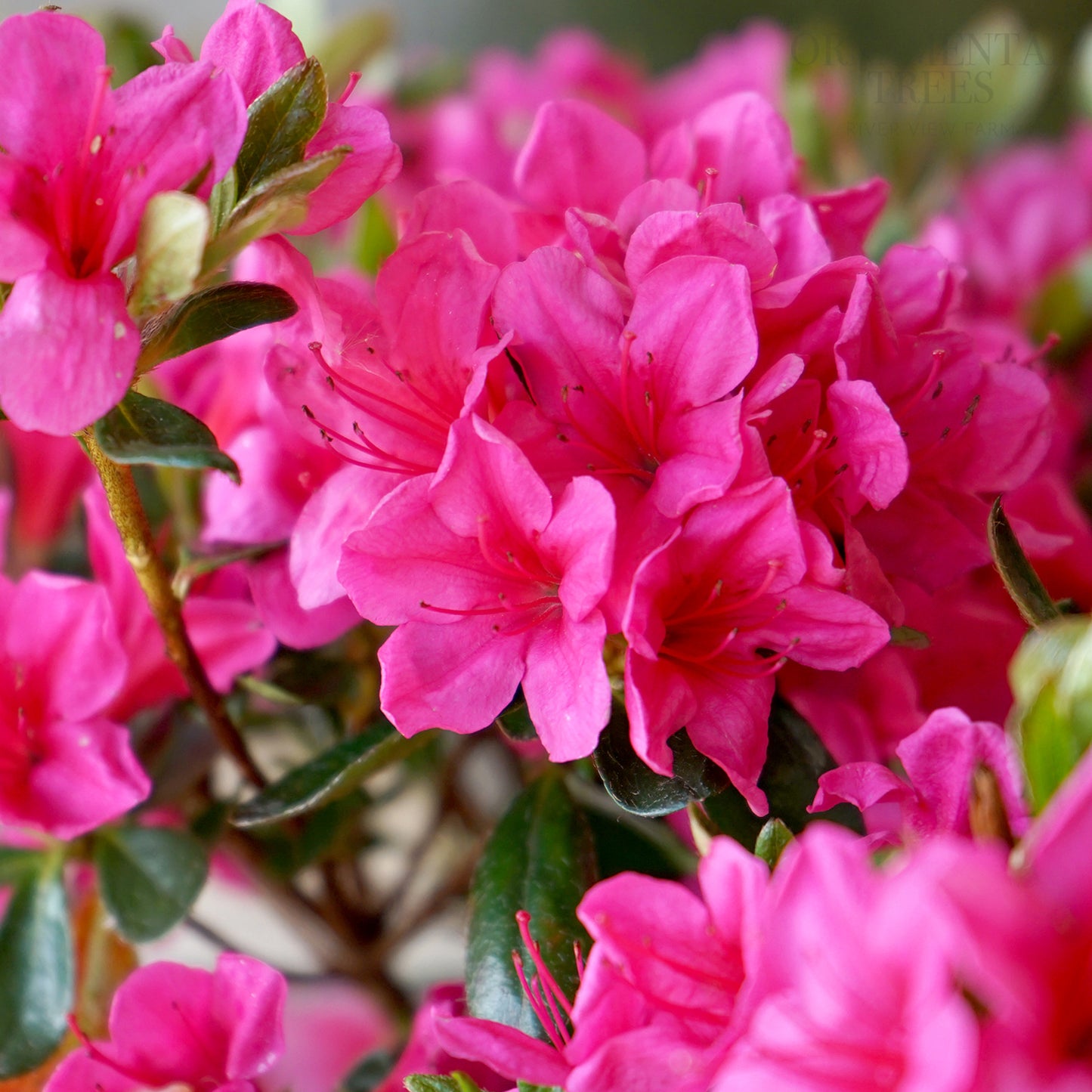 Azalea_Corany bright pink flowers