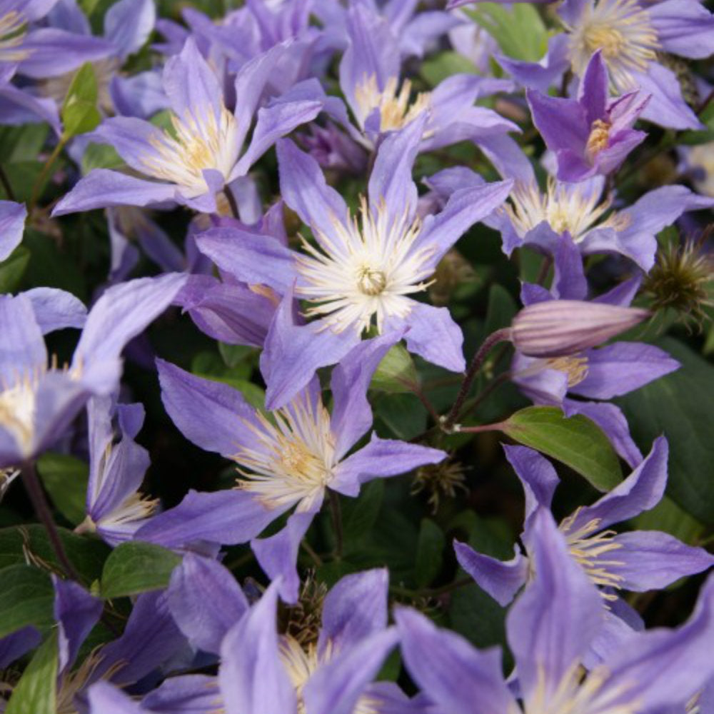 Clematis 'Blue River'