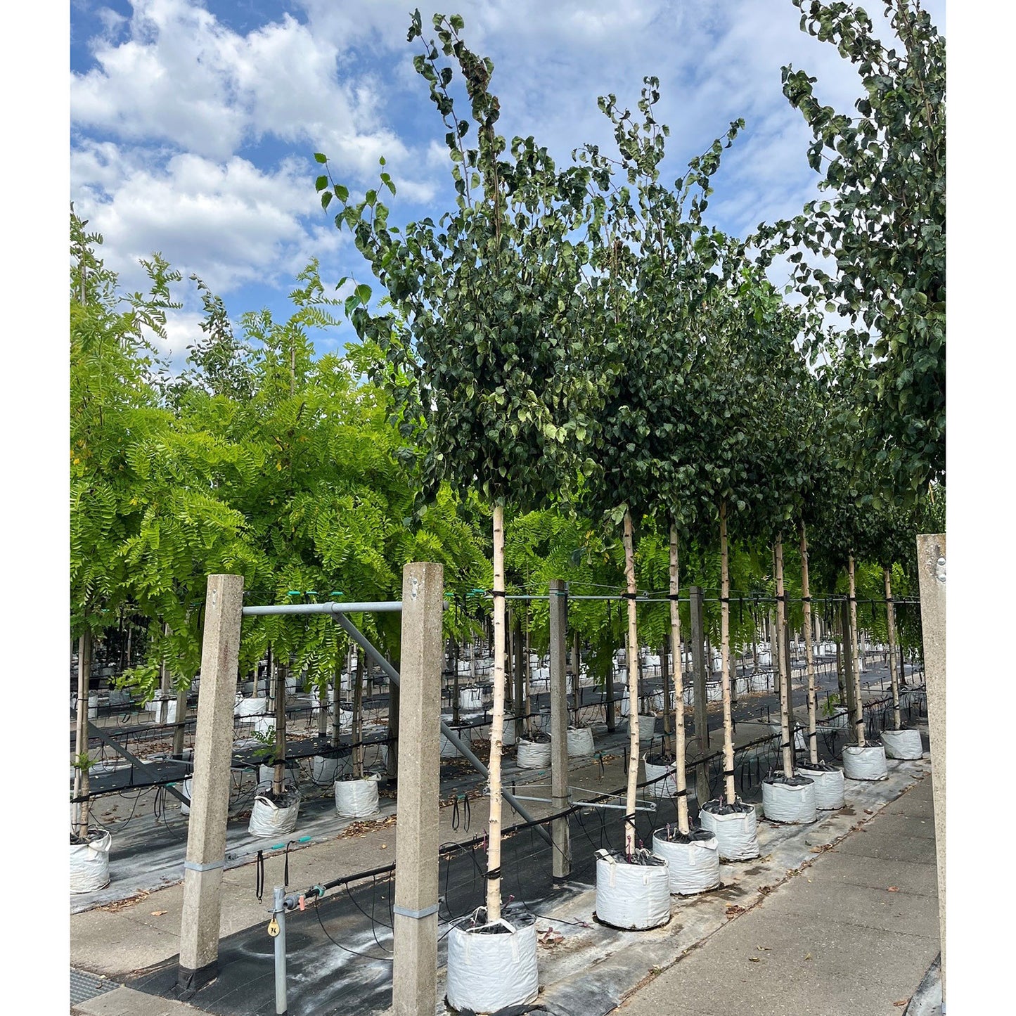 Betula ermanii mature Birch trees with 16-18cm girth
