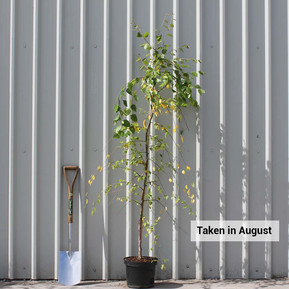 Betula Nigra 'Summer Cascade'