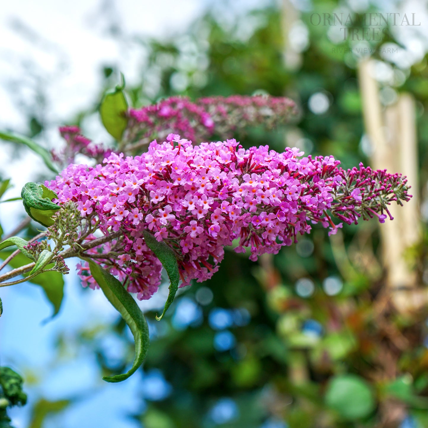 Buddleja 'Ile de France'