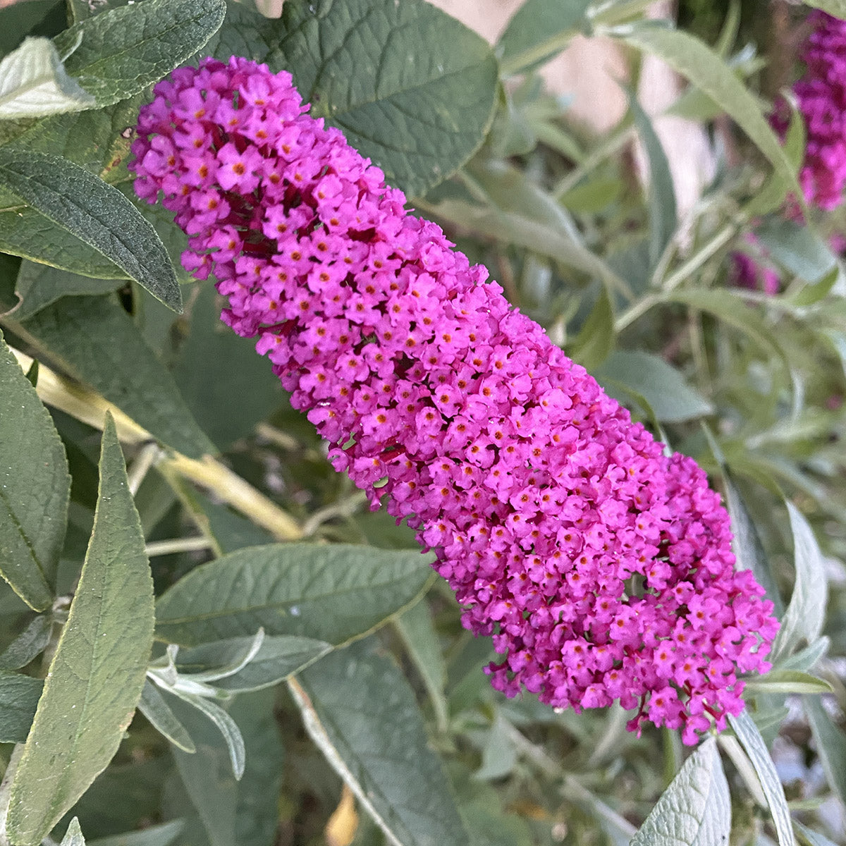 Buddleja 'Pink Delight' Butterfly bush