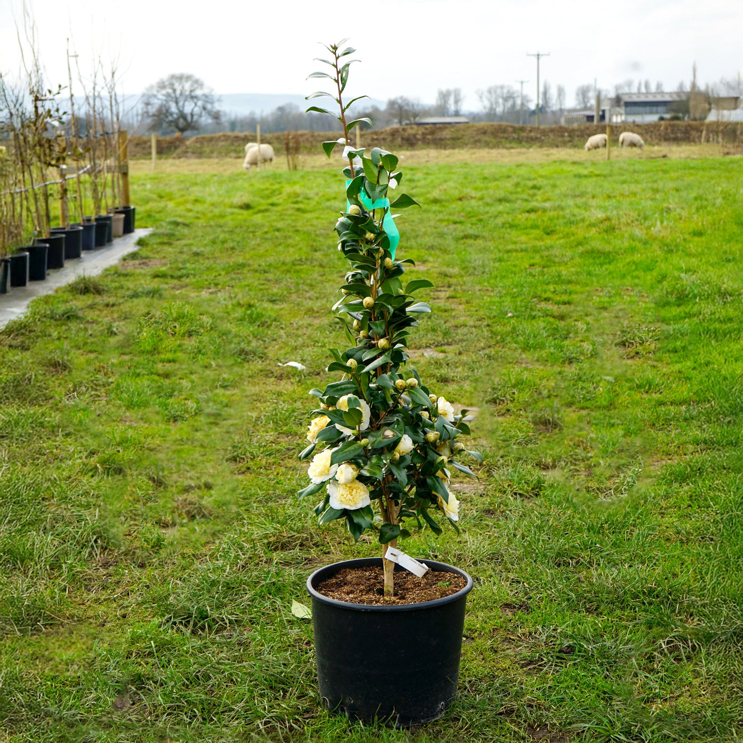 Camellia Brushfields yellow 20L