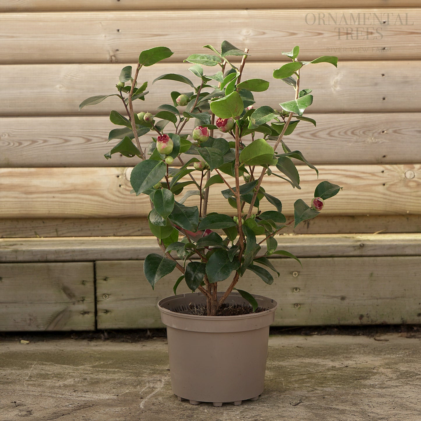 Camellia 'Ruby Wedding'