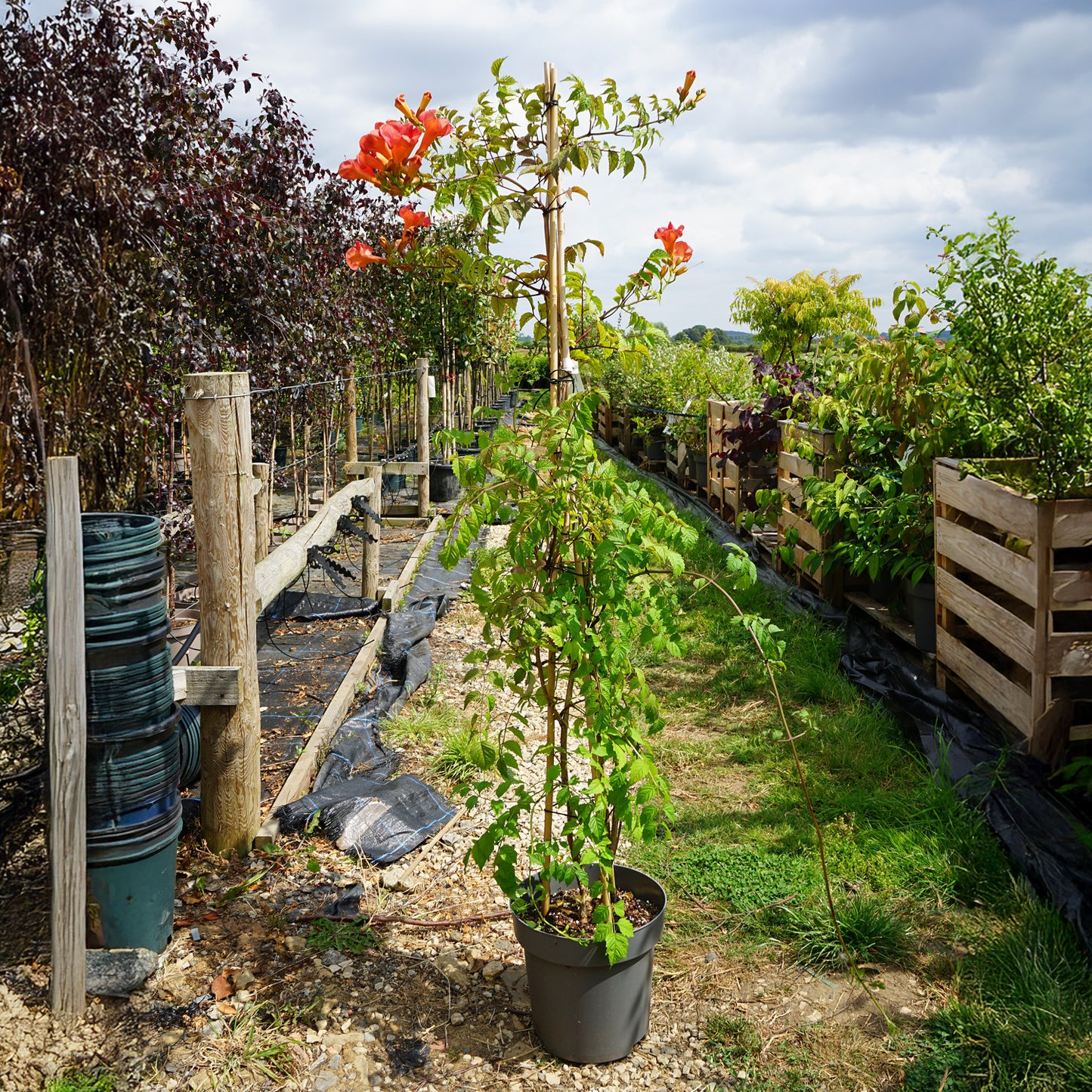 Campsis 'Madame Galen'