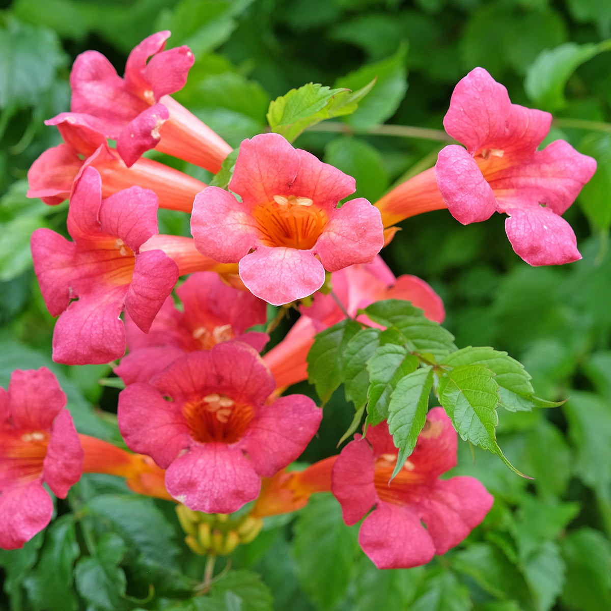 Campsis × tagliabueana 'Madame Galen'