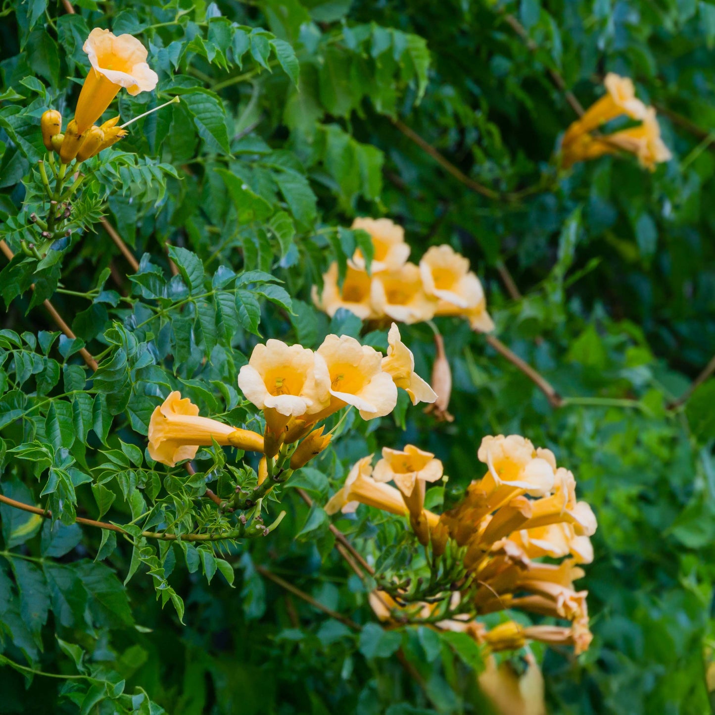 Campsis flava Golden Trumpet flowers
