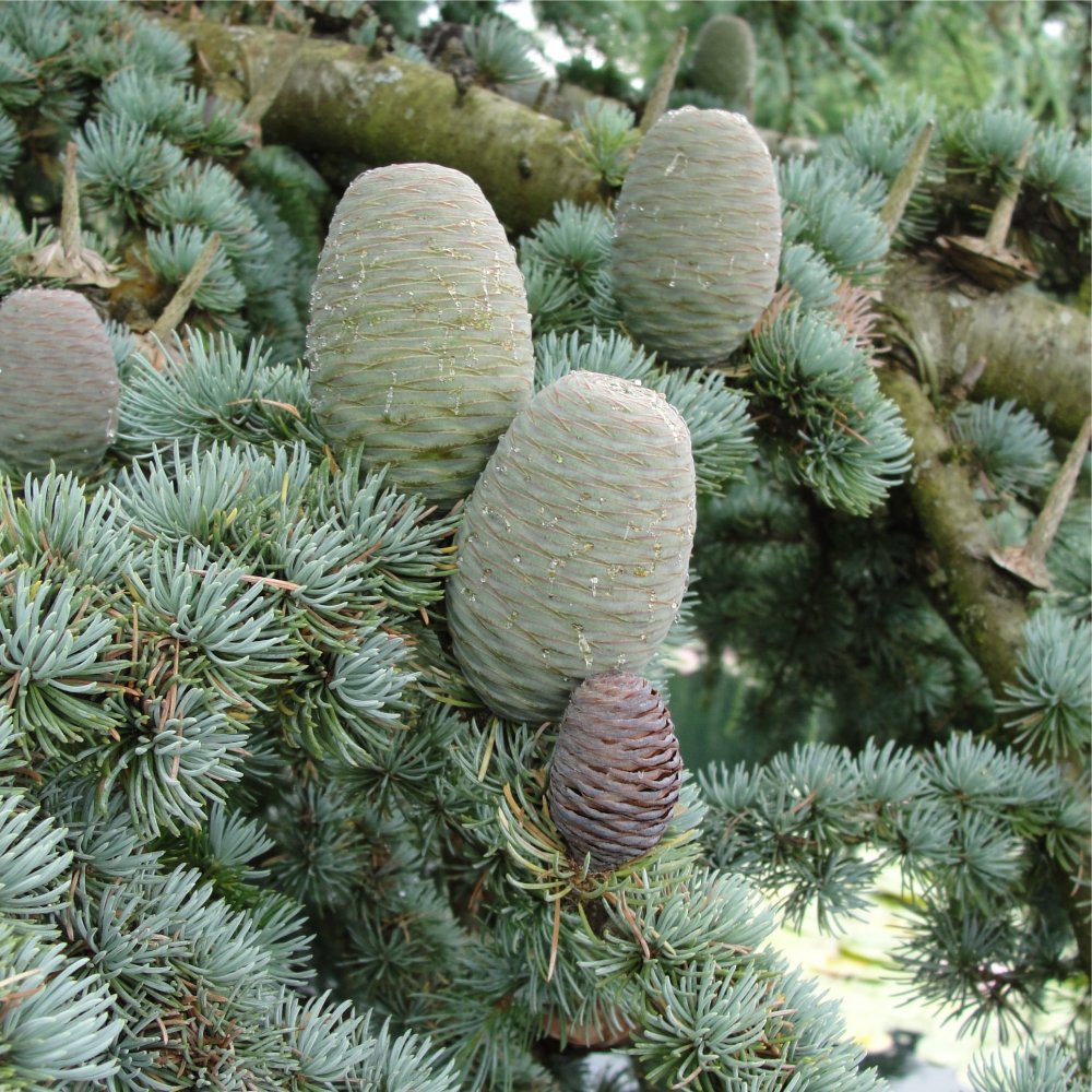 Cedrus atlantica 'Glauca' Blue Cedar