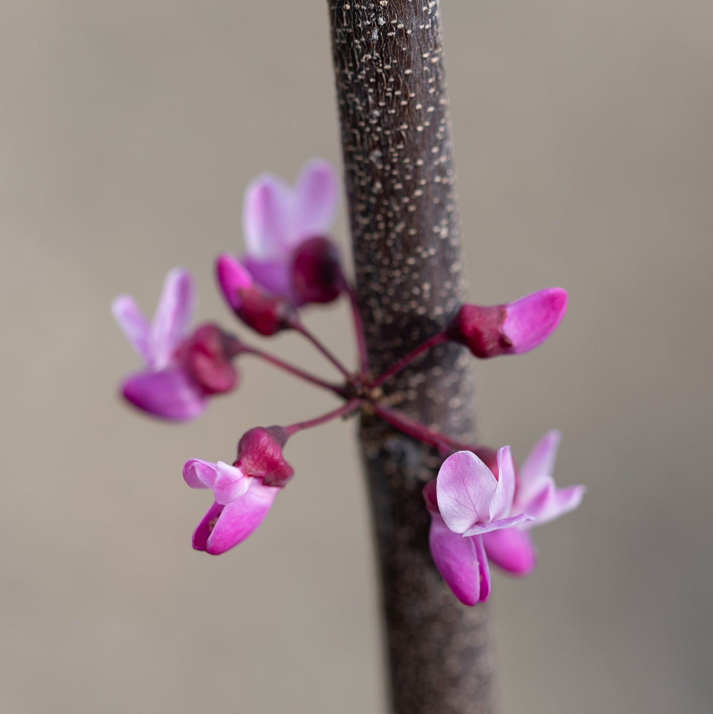 Cercis canadensis Ace of Spades flowers