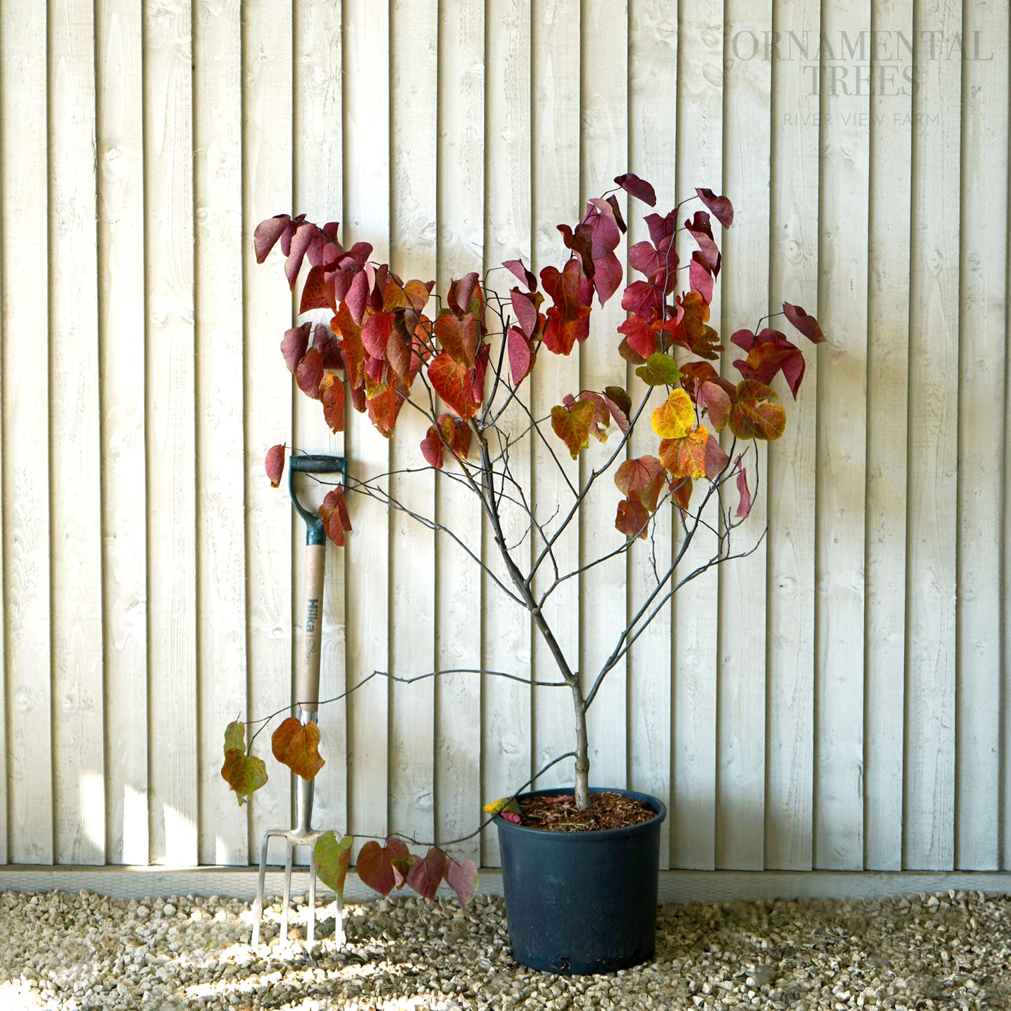 Cercis Forest Pansy 12L bush