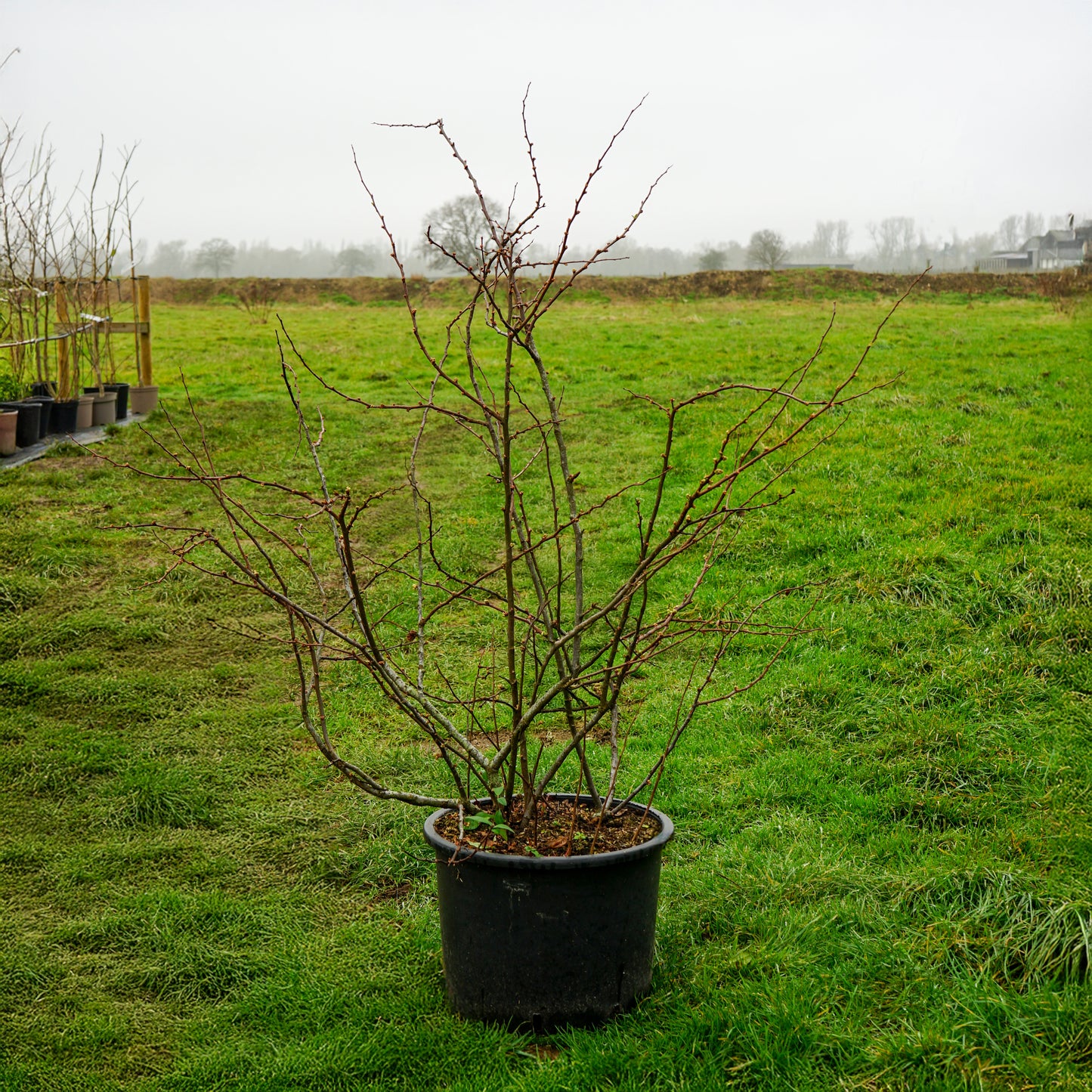 Chaenomeles bush in pot