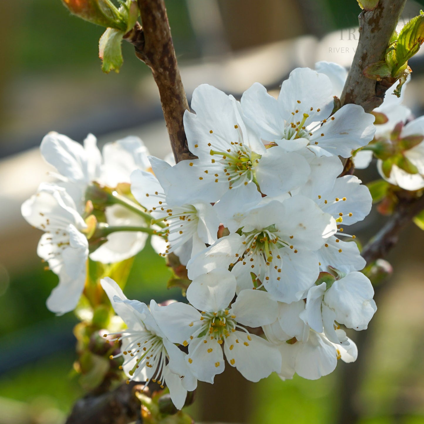 Prunus avium 'Celeste' cherry blossom