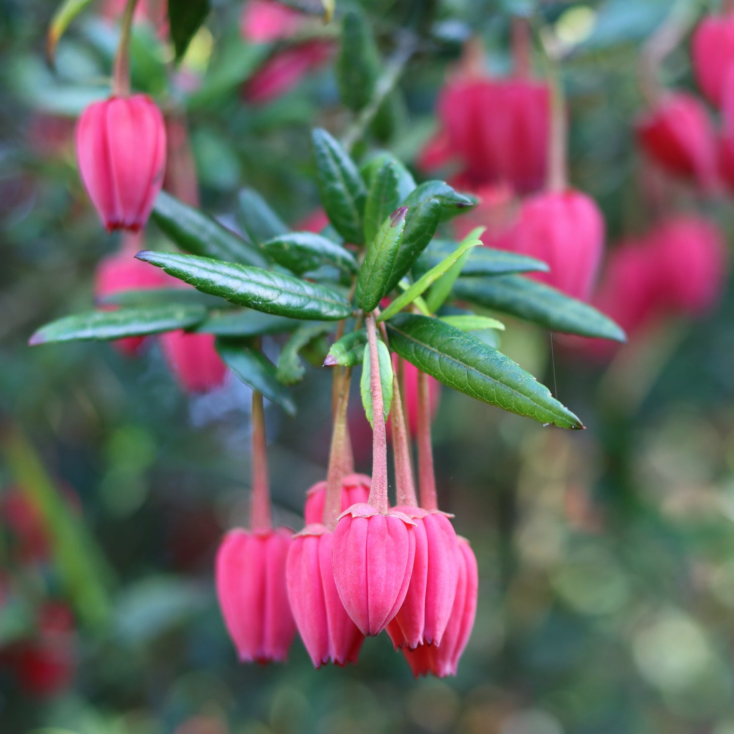 Chilean Lantern Tree Flowers
