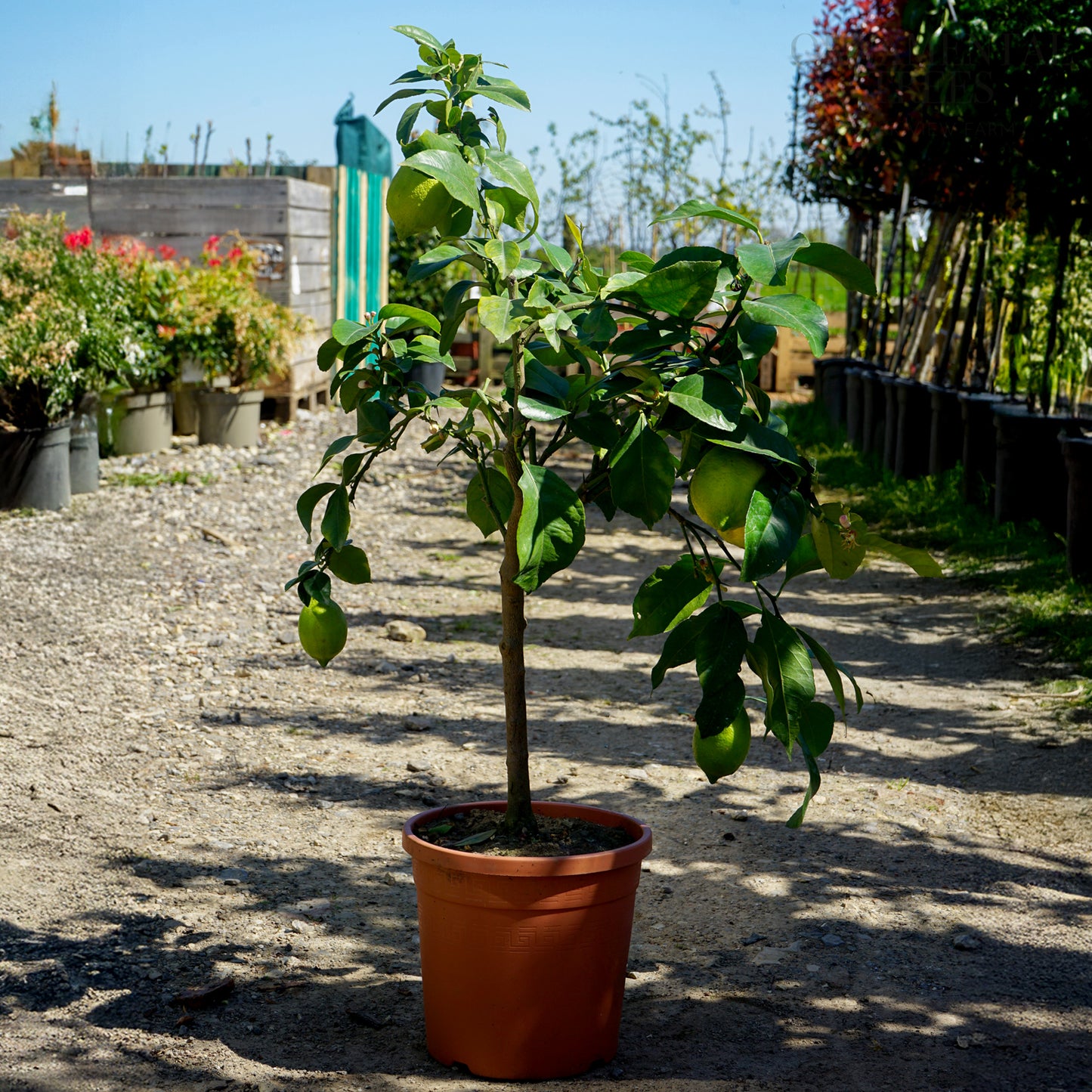 Citrus Lemon patio tree