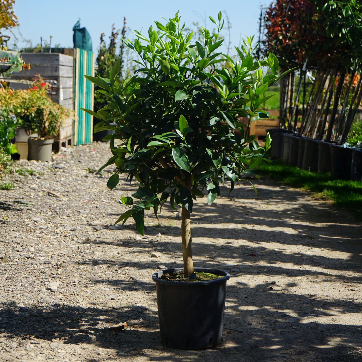 Citrus Orange patio tree