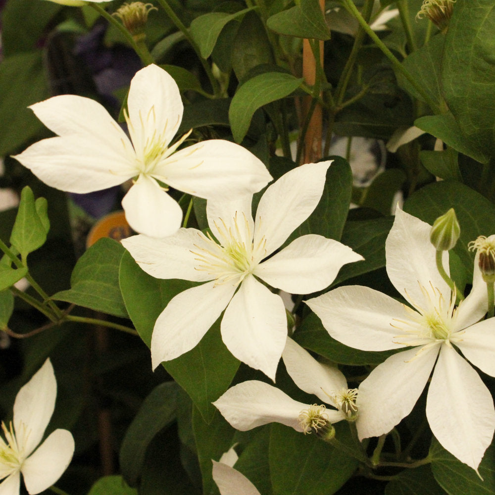Clematis 'Baby Star' star-shaped white flowers