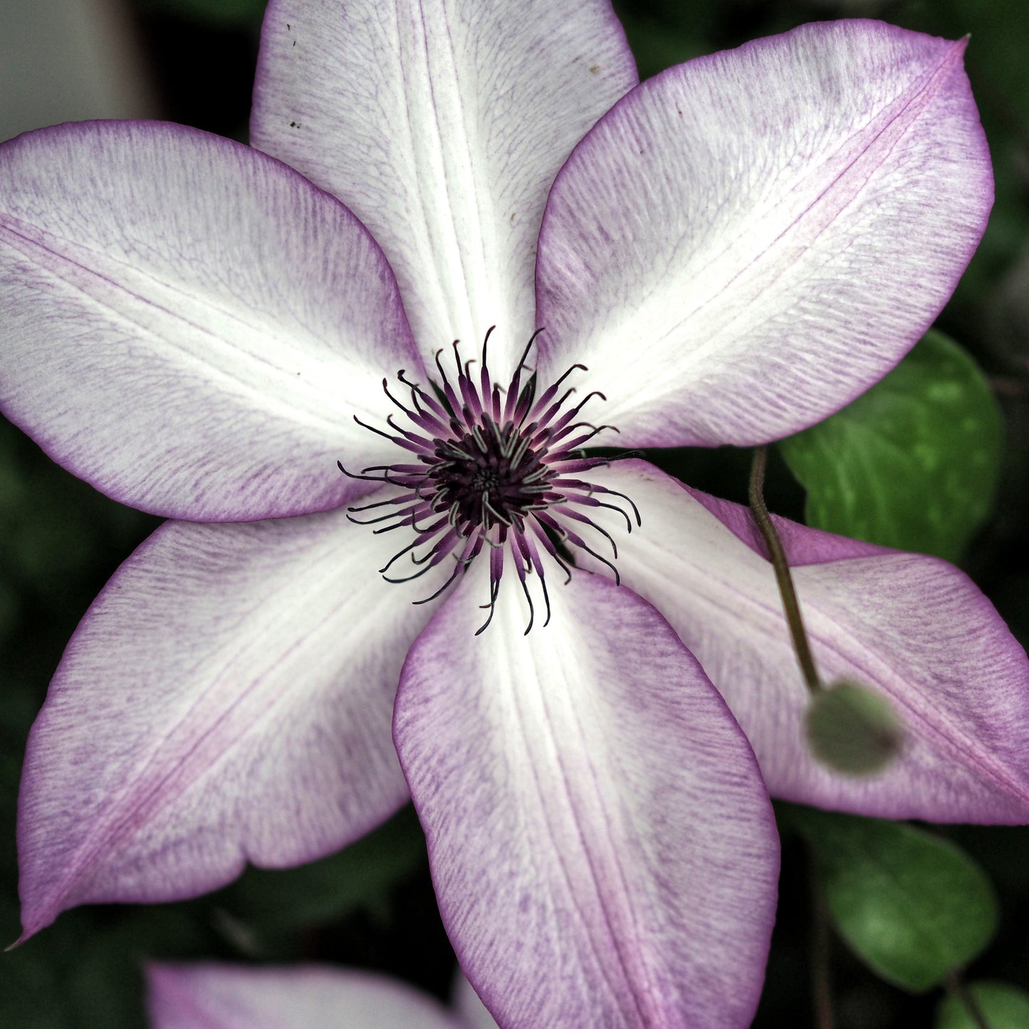 Clematis 'Fond Memories'