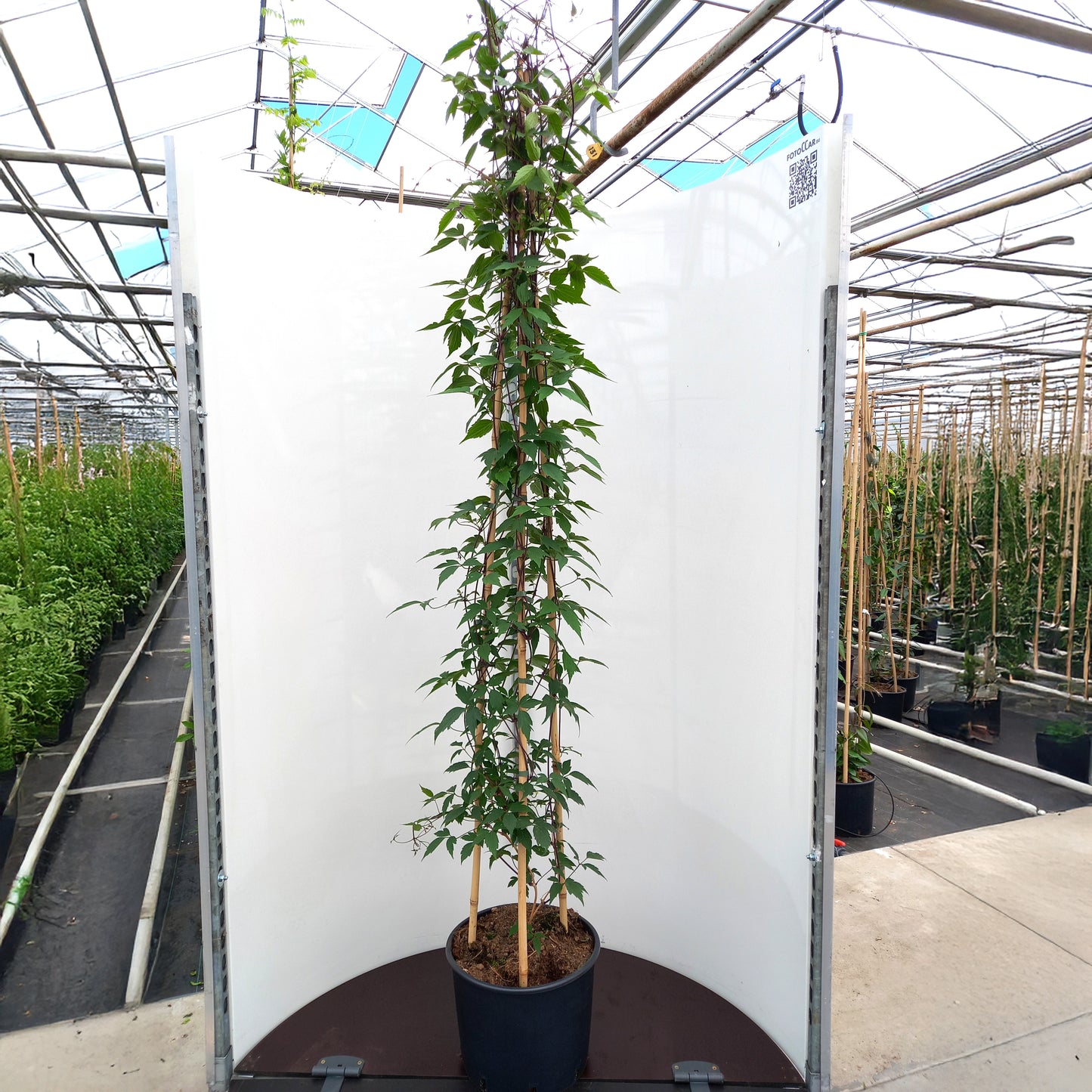 Clematis montana Rubens plant in pot