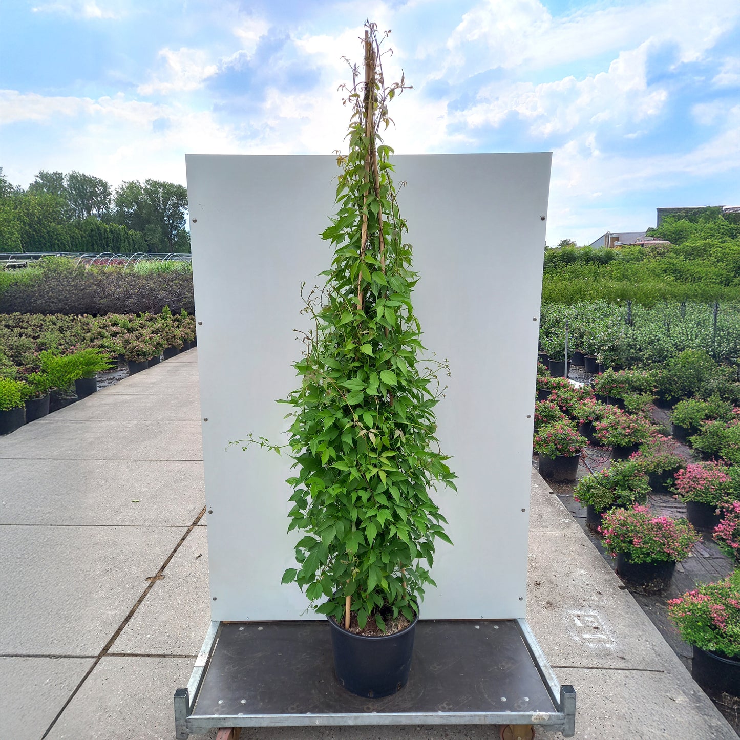 Clematis montana grandiflora in pot