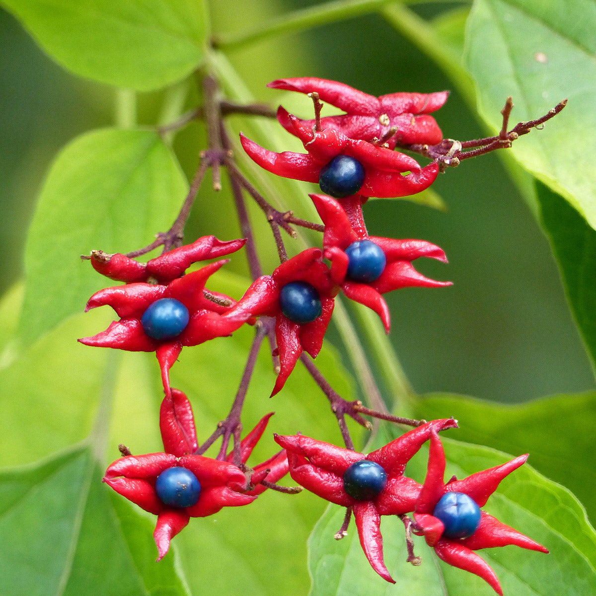 Clerodendrum trichotomum fargesii