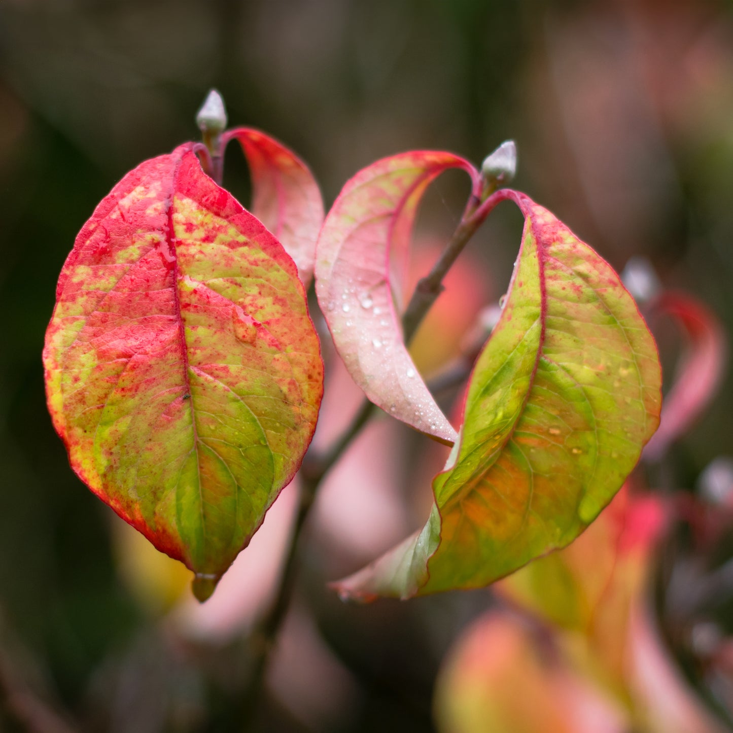 Cornus Florida Rainbow