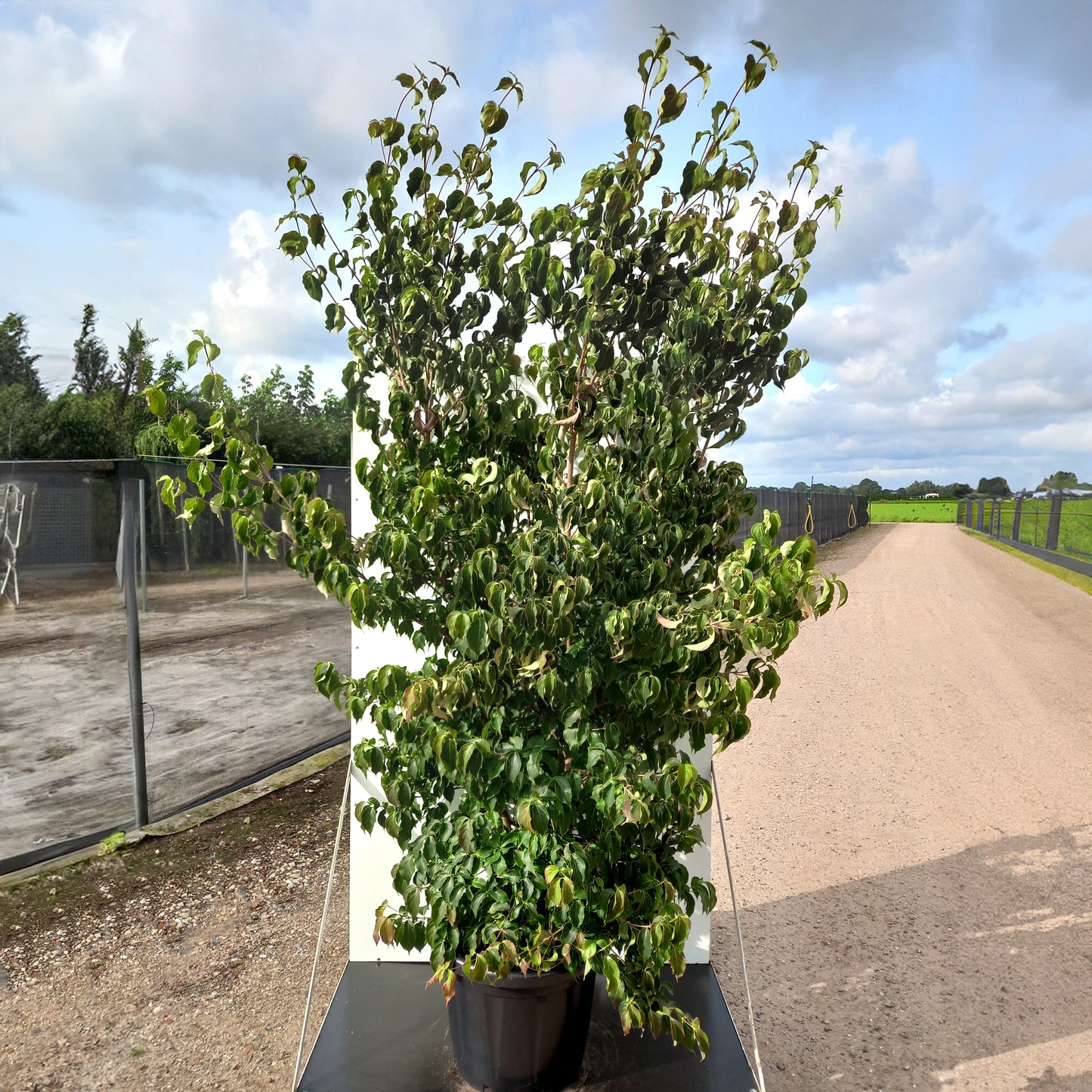 Cornus kousa var. chinensis bush in large cotnainer