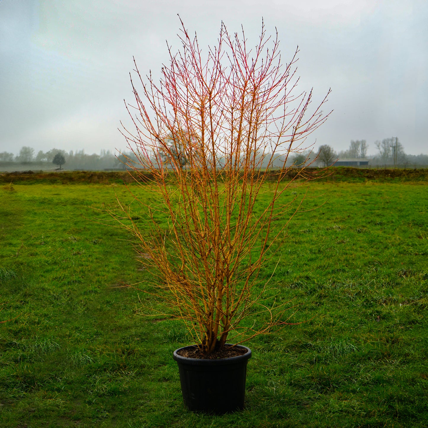 Cornus 'Midwinter Fire' Dogwood shrub in pot