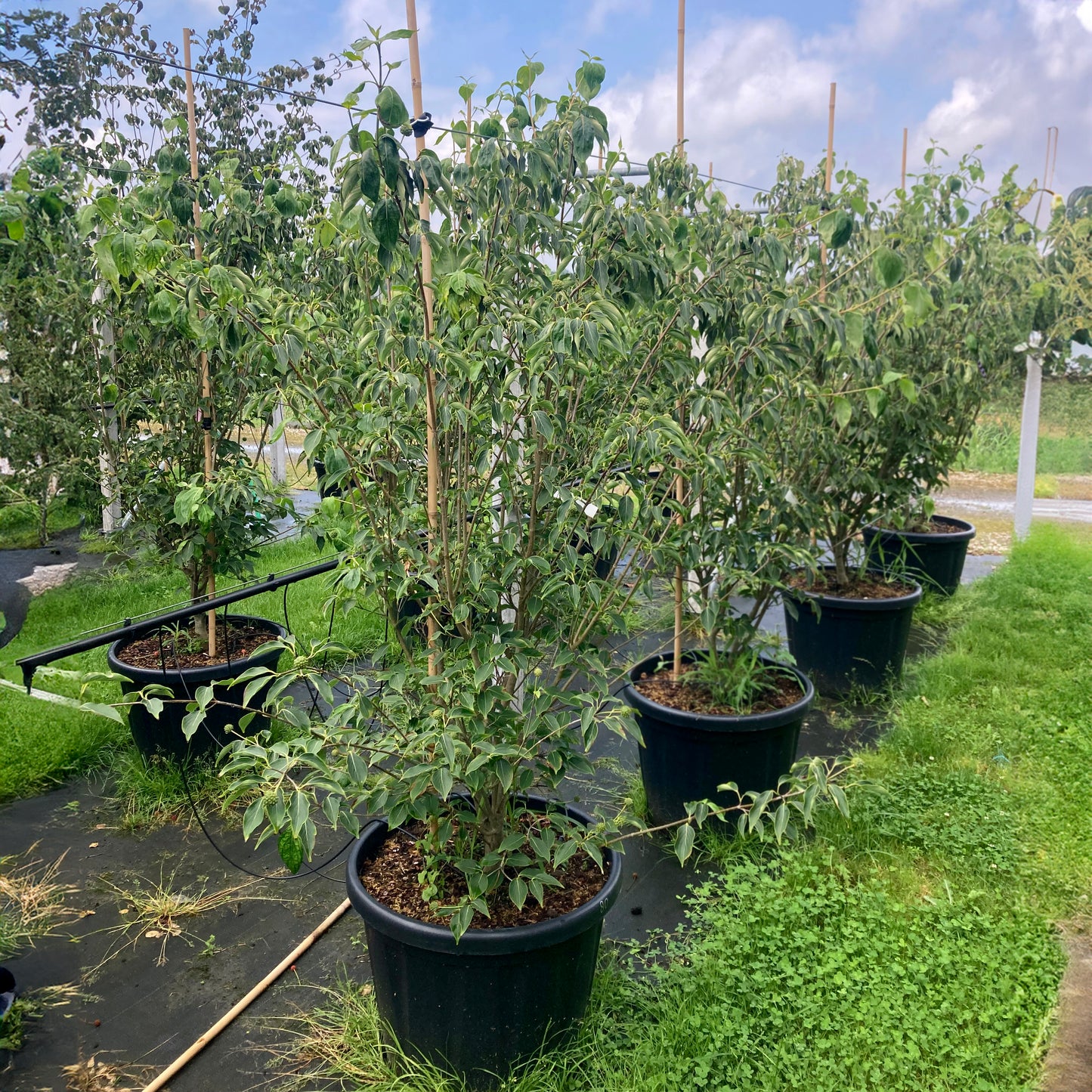 Cornus China Girl mature multistem Dogwood