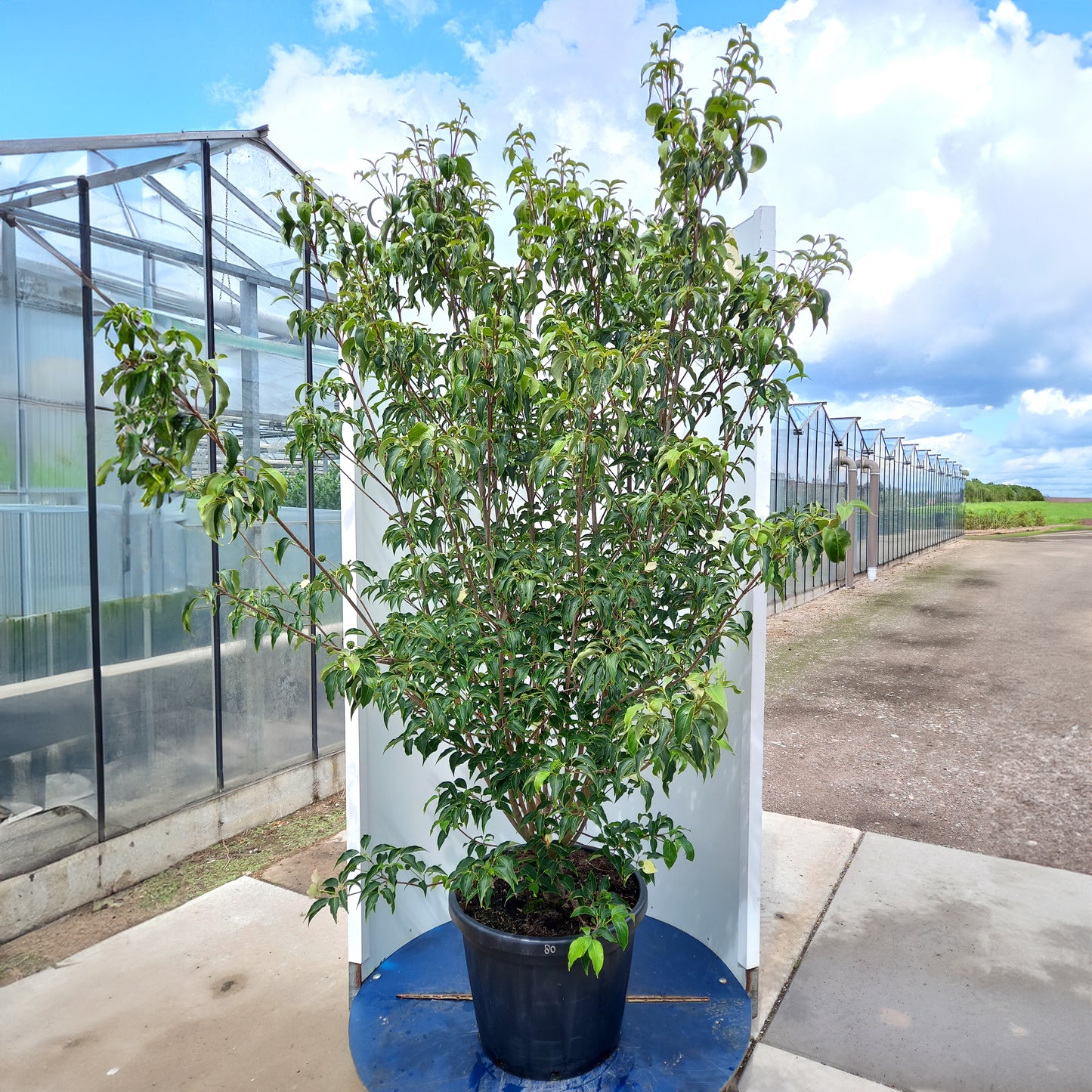 Cornus Milky Way mature shrub in pot