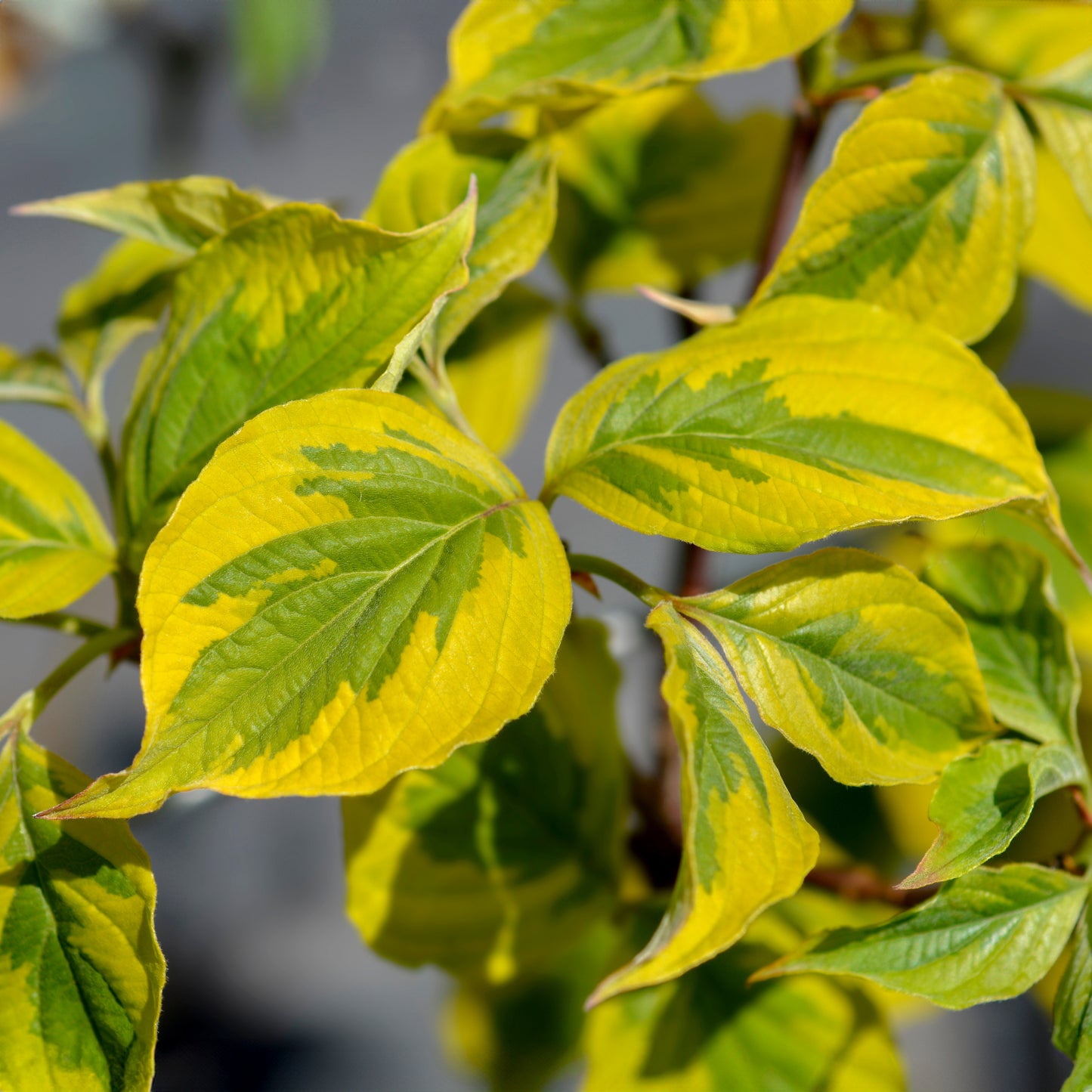 Cornus Florida Rainbow