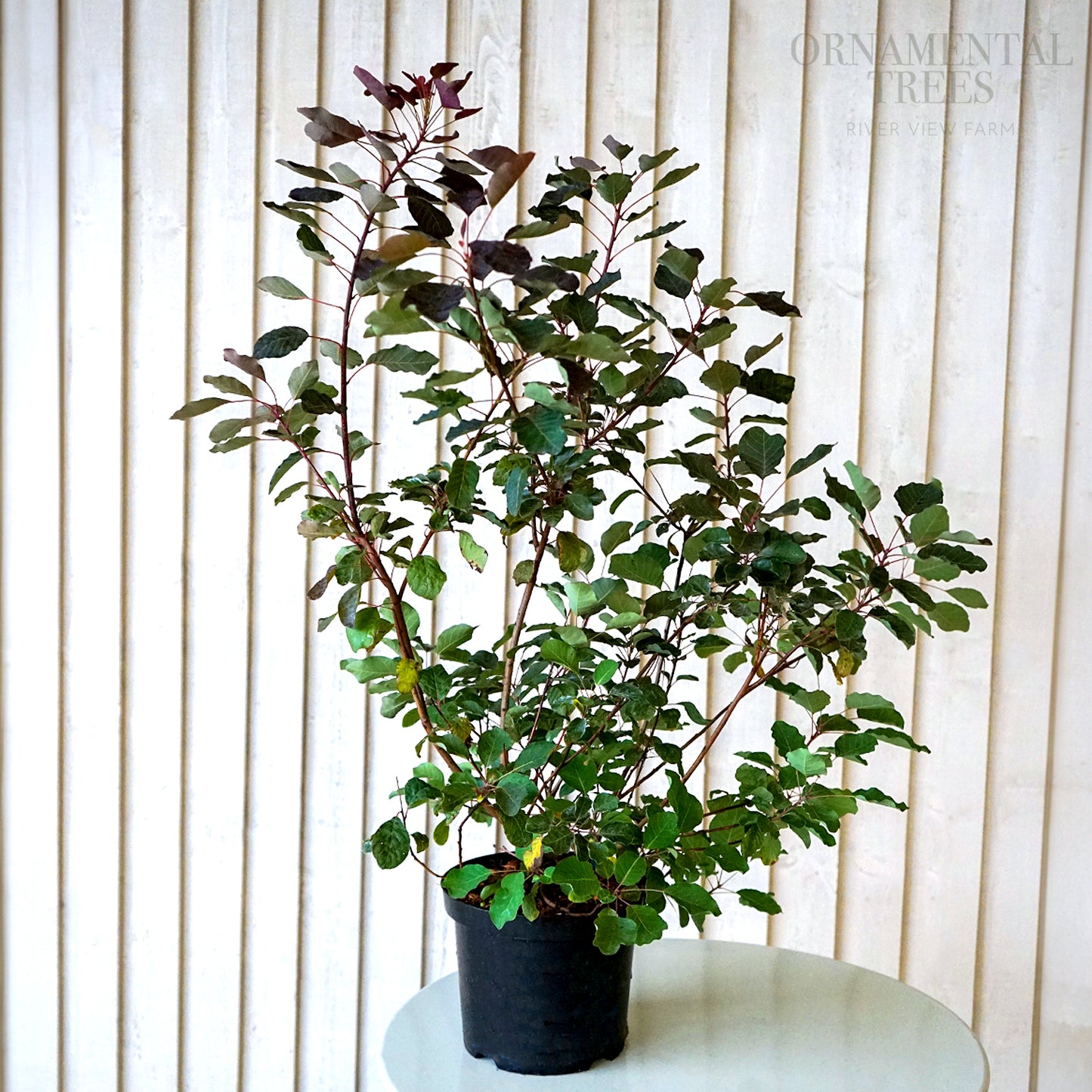 Cotinus 'Dusky Maiden' Shrub