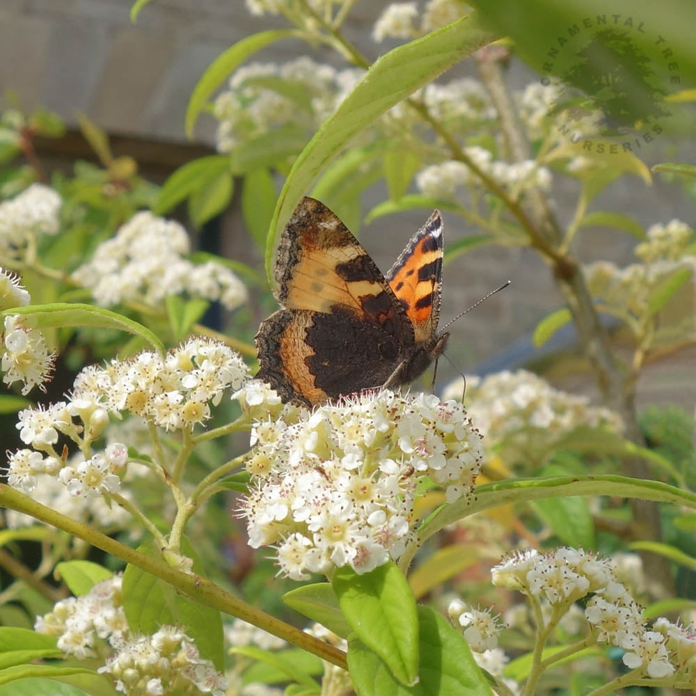 Cotoneaster 'Rothschildianus'