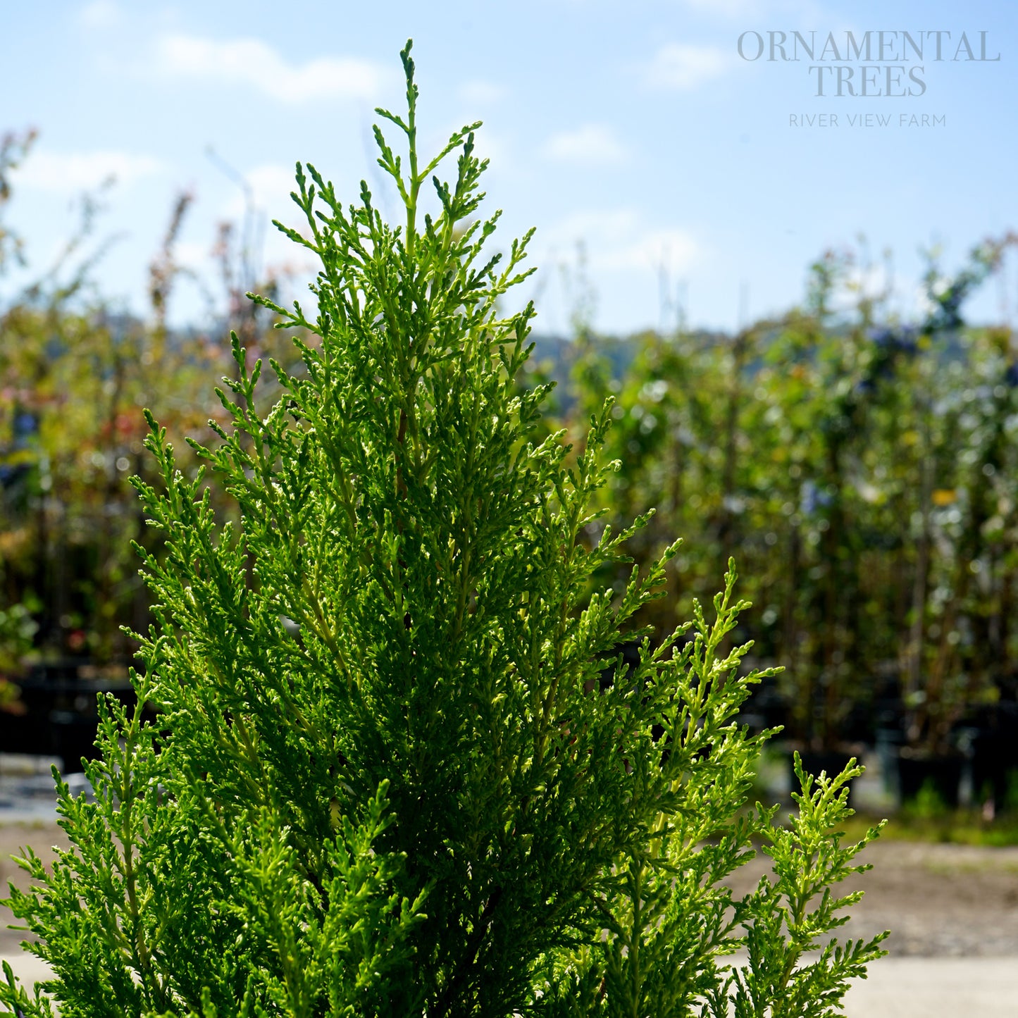 Cupressus macrocarpa Wilma lime green foliage