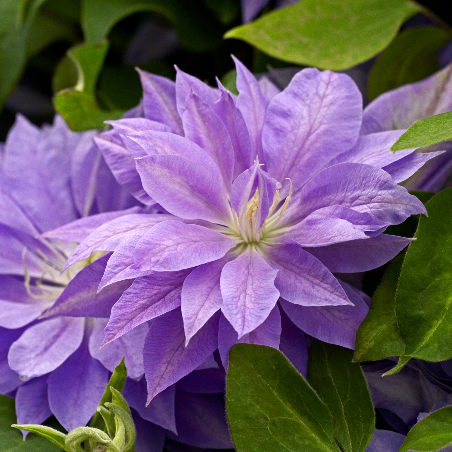Clematis 'Denny's Double'