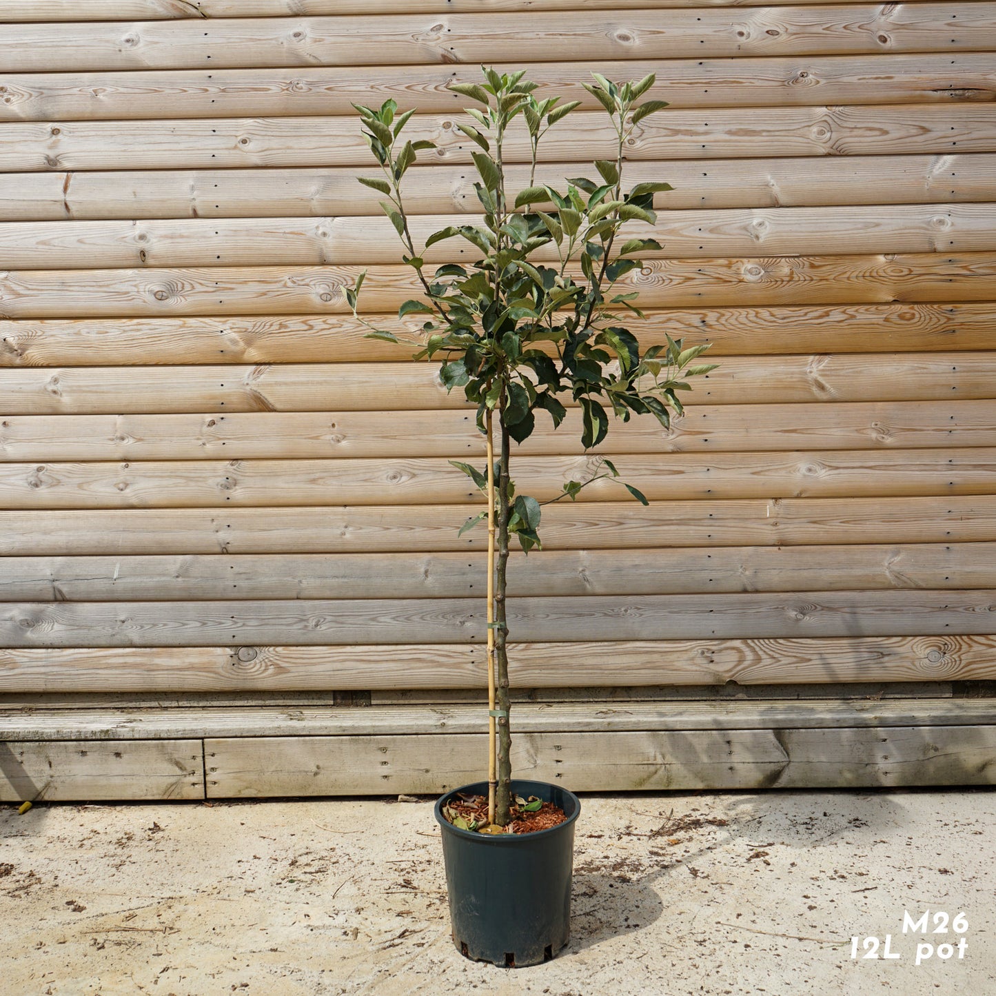 Egremont Russet Apple Tree M26 12L pot