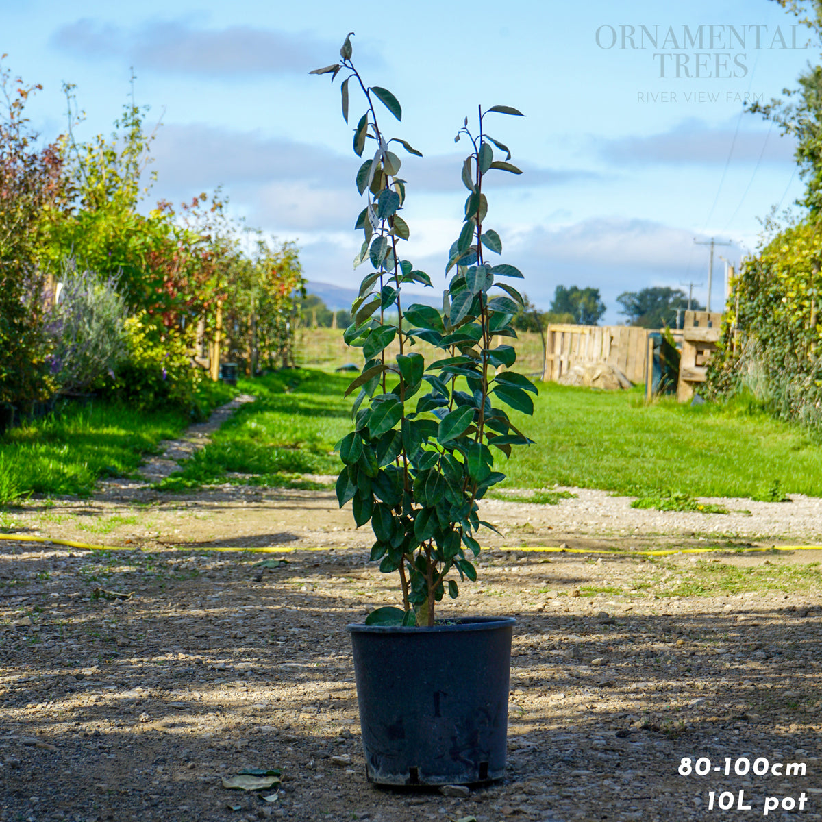 Elaegnus x ebbingei pot grown hedging