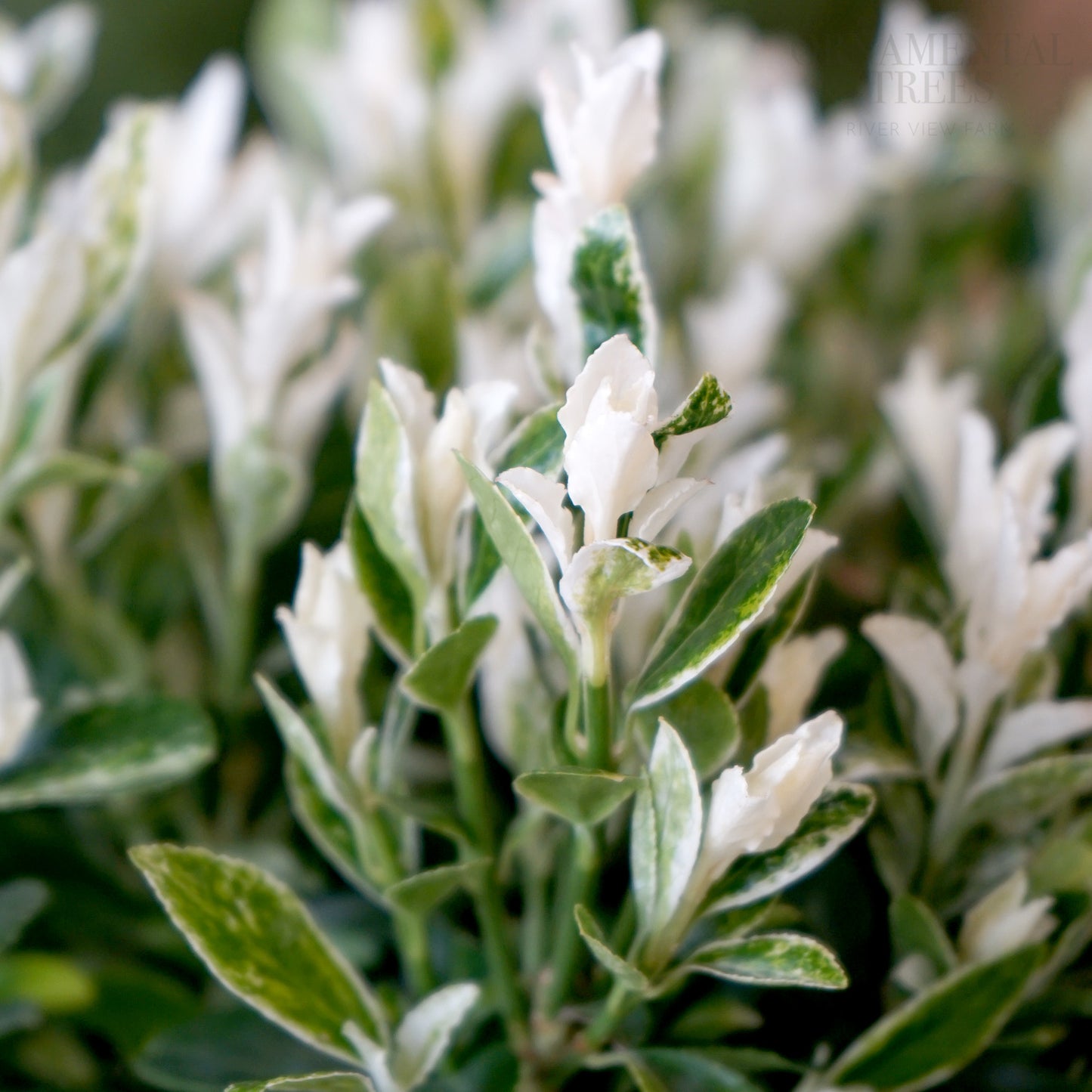 Euonymus Japonica Pierrolino leaves