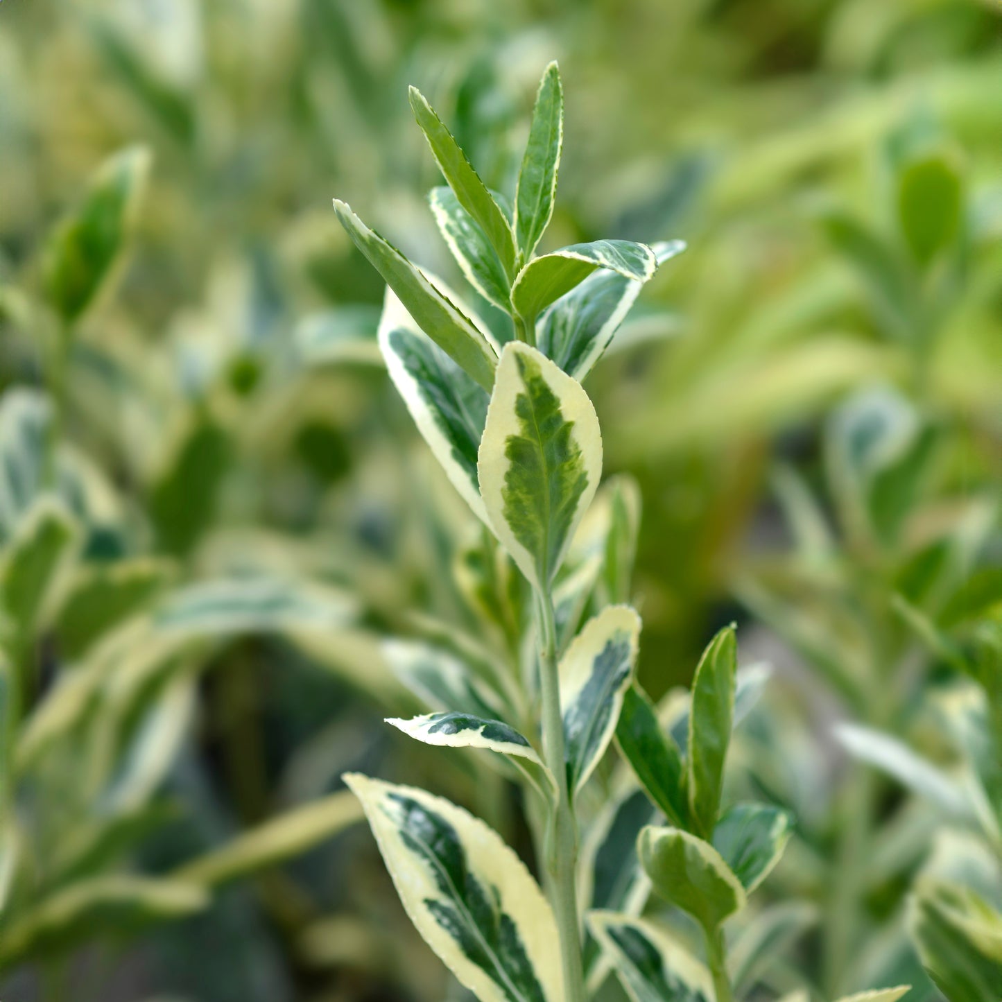 Euonymus Japonicus Bravo