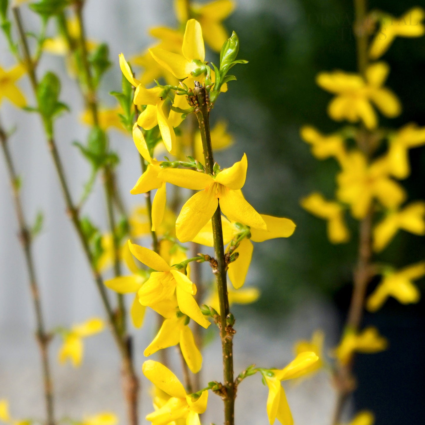 Forsythia Minigold Flowers