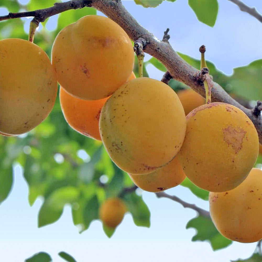 Oullins Golden Gage Plum tree