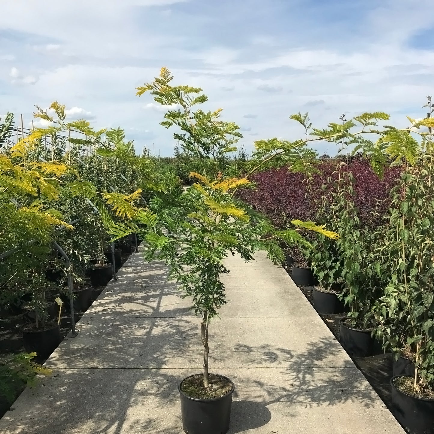 Gleditsia Sunburst bushy tree in pot
