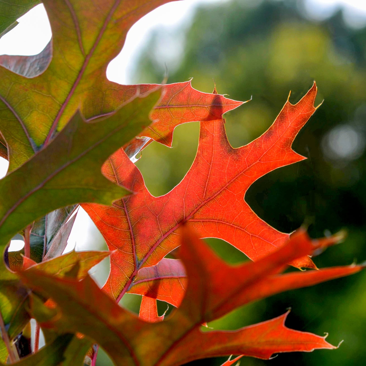 Quercus Green Pillar leaves