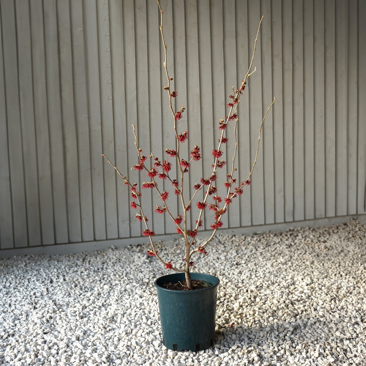 Hamamelis x intermedia 'Diane' Witch Hazel shrub in pot