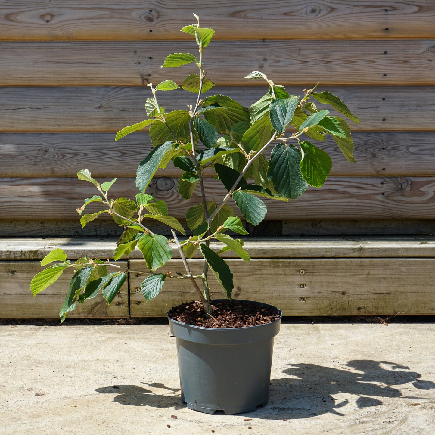 Hamamelis Jelena Bush 5L pot