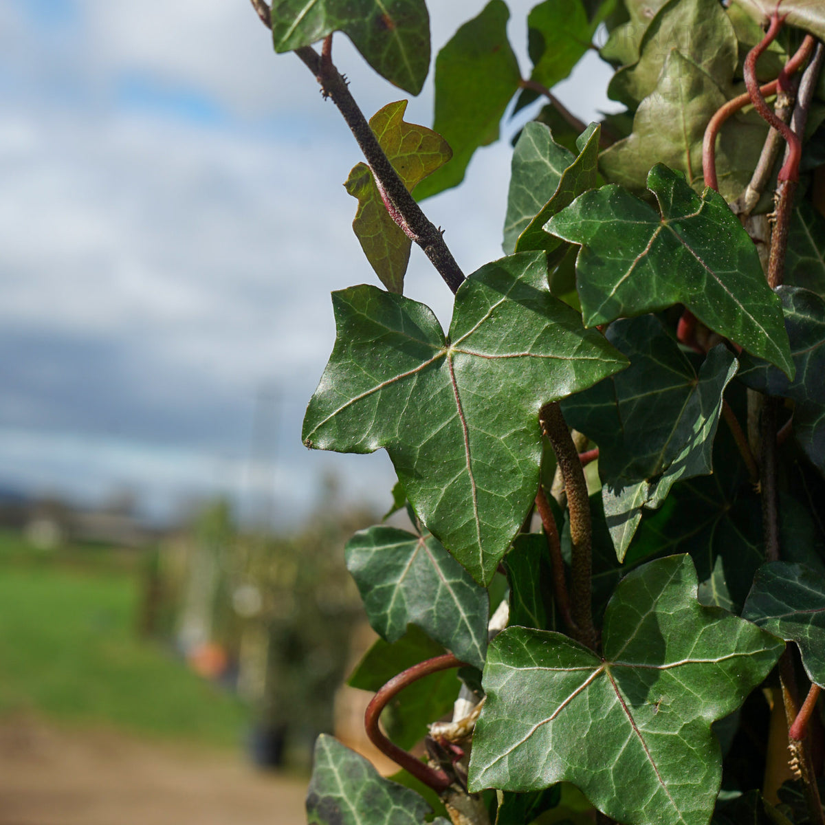Hedera hibernica native Ivy leaves