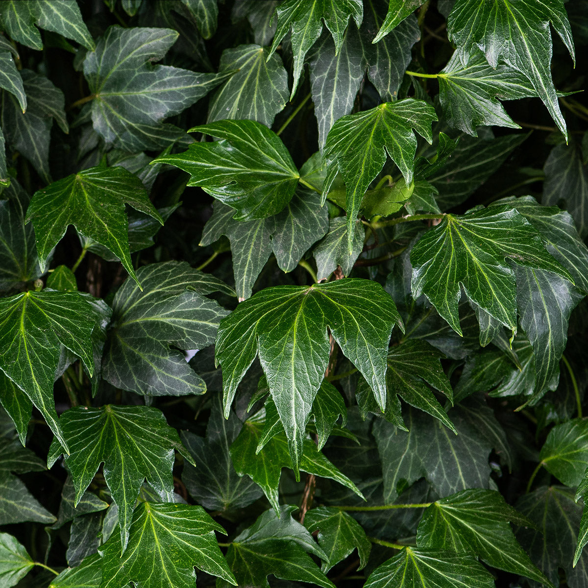 Hedera helix 'Green Ripple' Ivy leaves