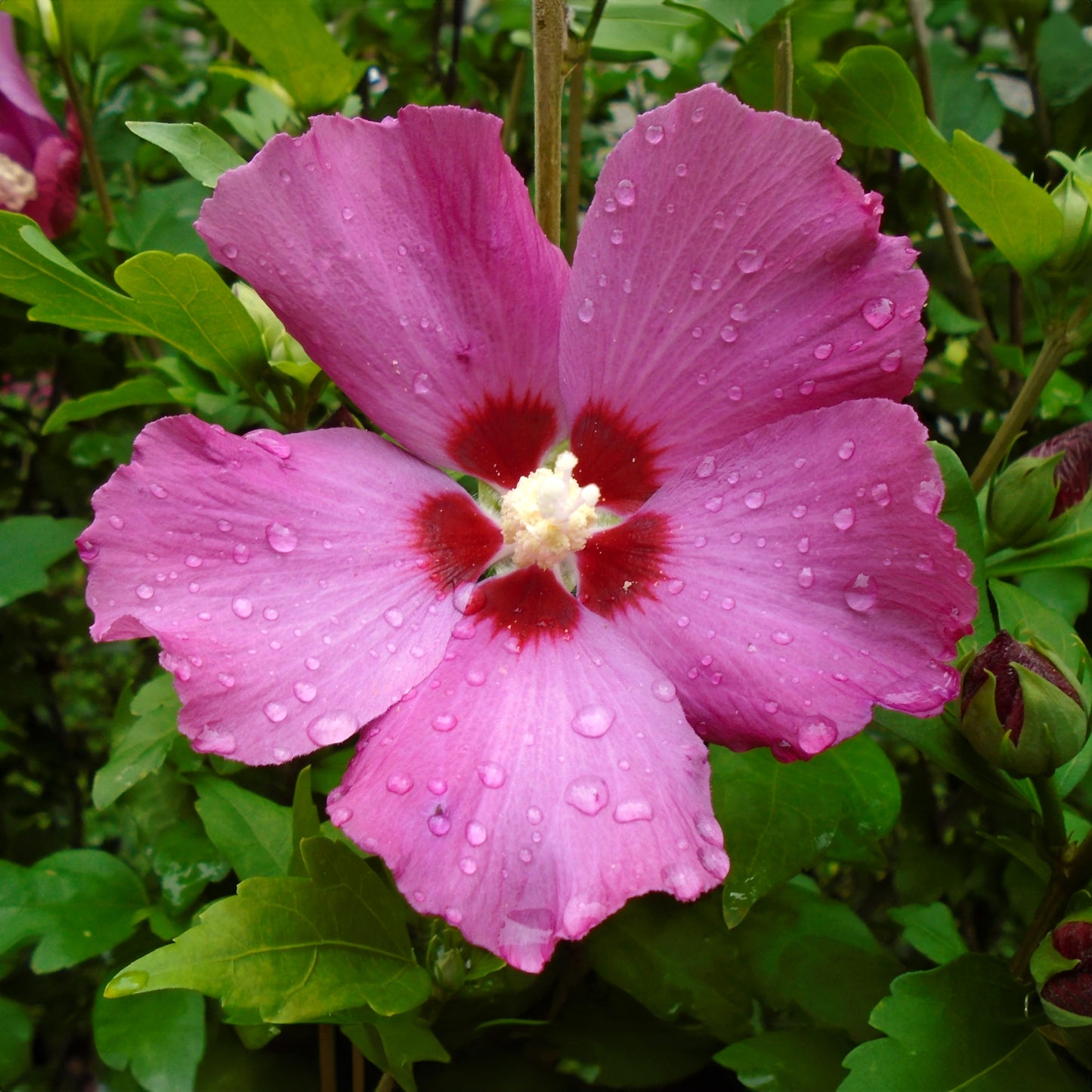 Hibiscus syriacus 'Woodbridge'